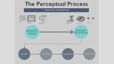 Image from https://kpu.pressbooks.pub/app/uploads/sites/9/2019/01/Perceptual-Process-4-1024x576.png